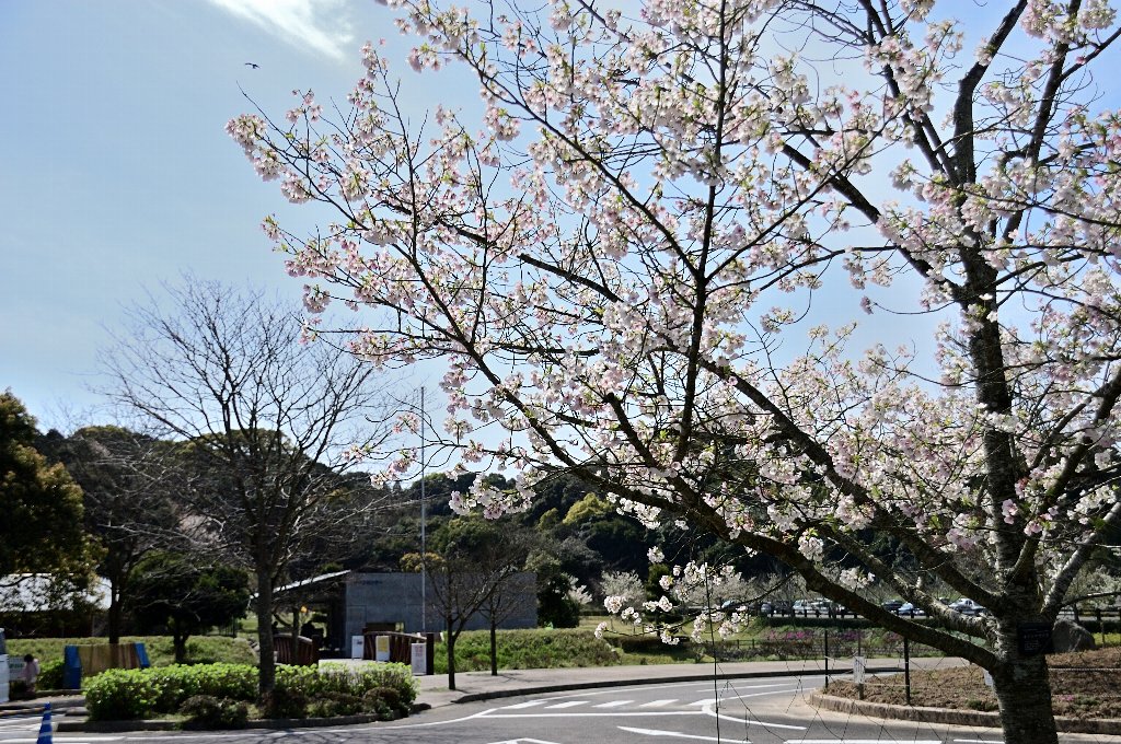 令和の春を感じに桜巡りをしてきました まるごと伊万里